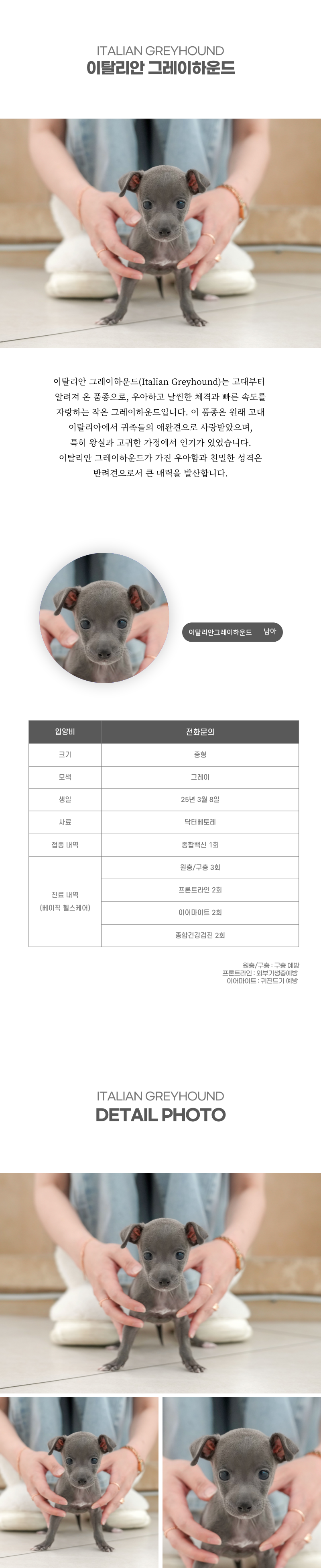 이탈리안 그레이하운드_상세이미지_2