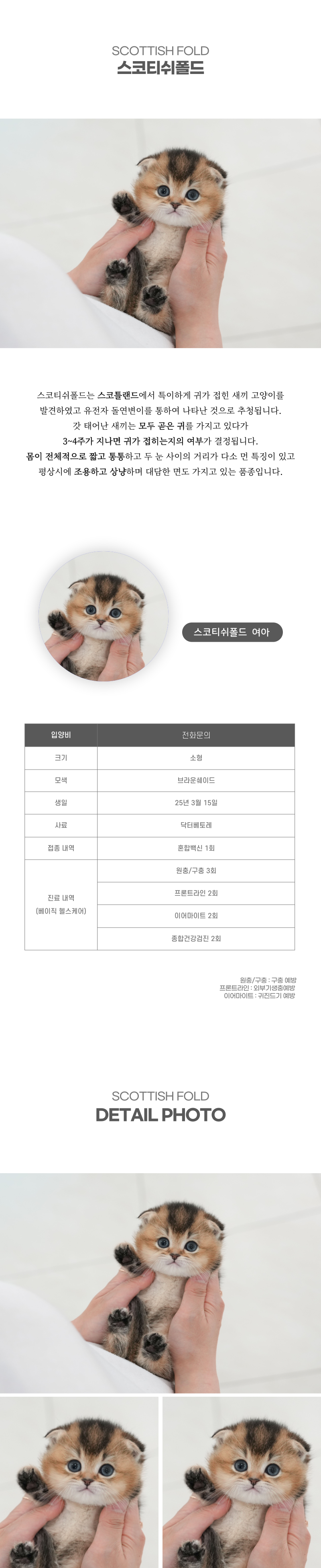 스코티쉬폴드_상세이미지_2