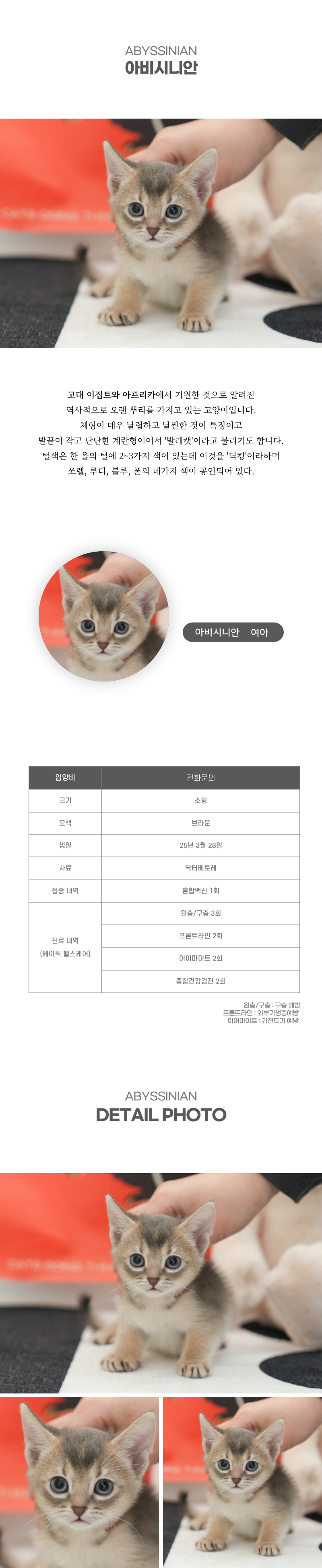 아비시니안_상세이미지_2