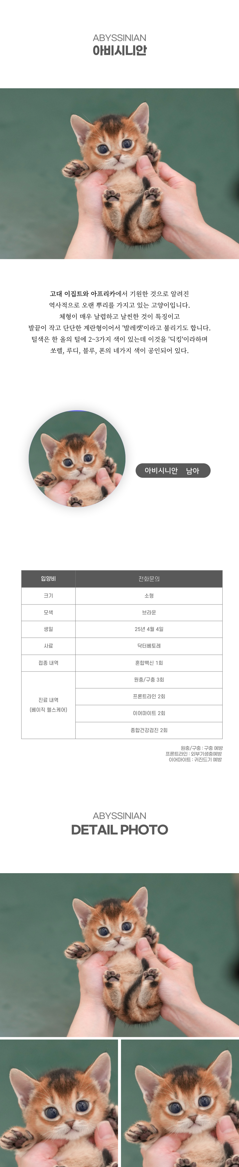 아비시니안_상세이미지_2
