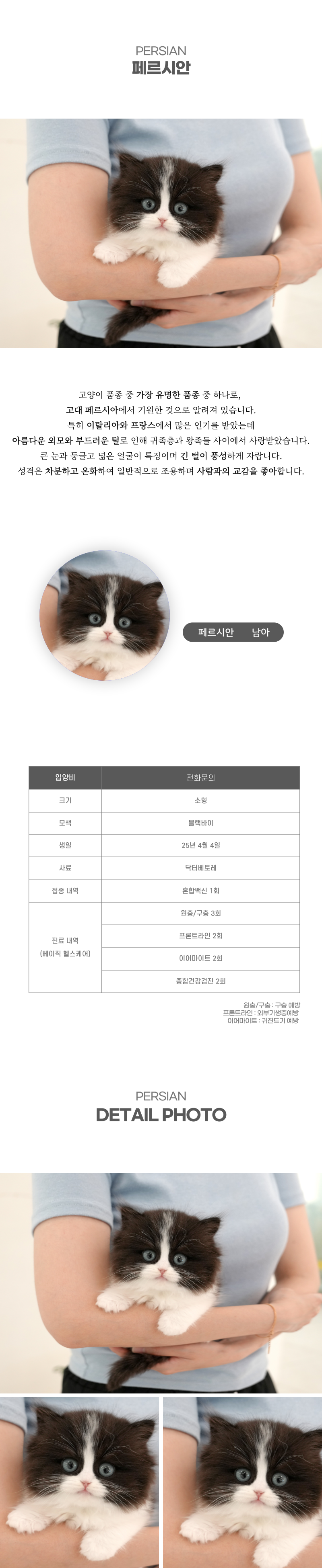페르시안_상세이미지_2