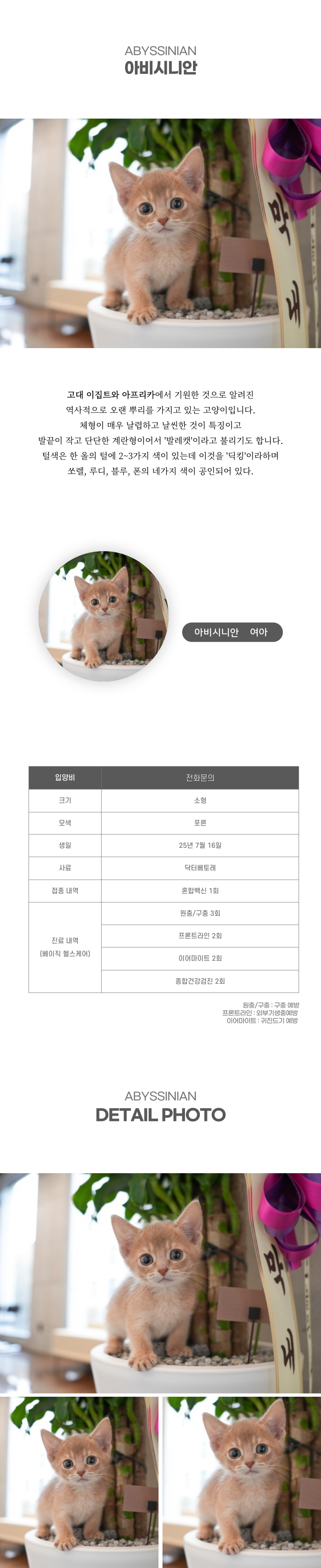 아비시니안_상세이미지_2