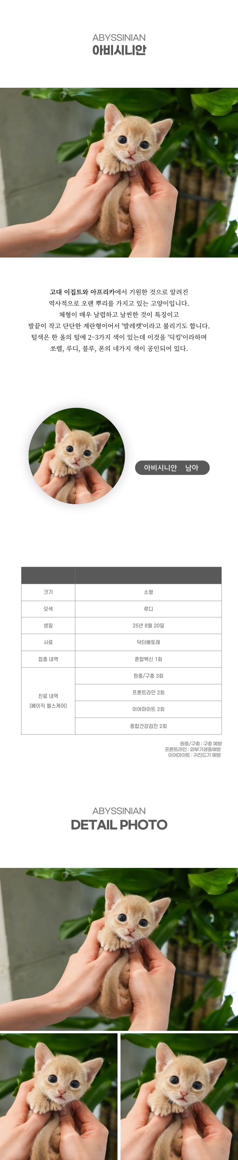 아비시니안_상세이미지_2