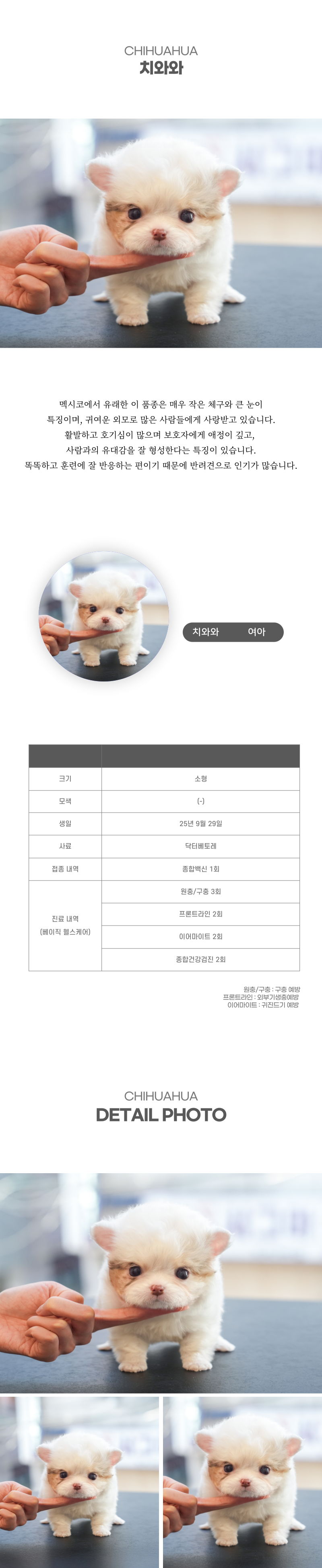 치와와_상세이미지_2