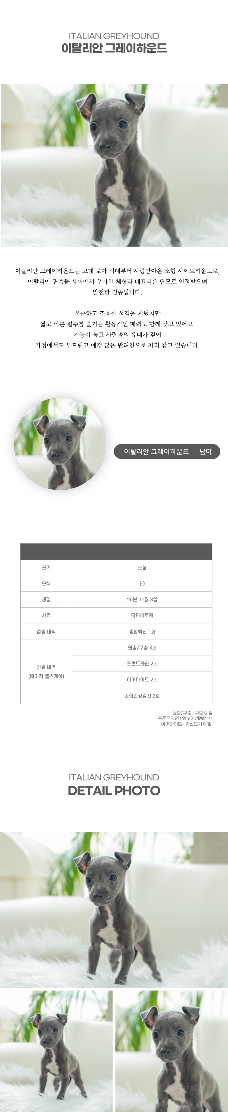 이탈리안그레이하운드_상세이미지_2