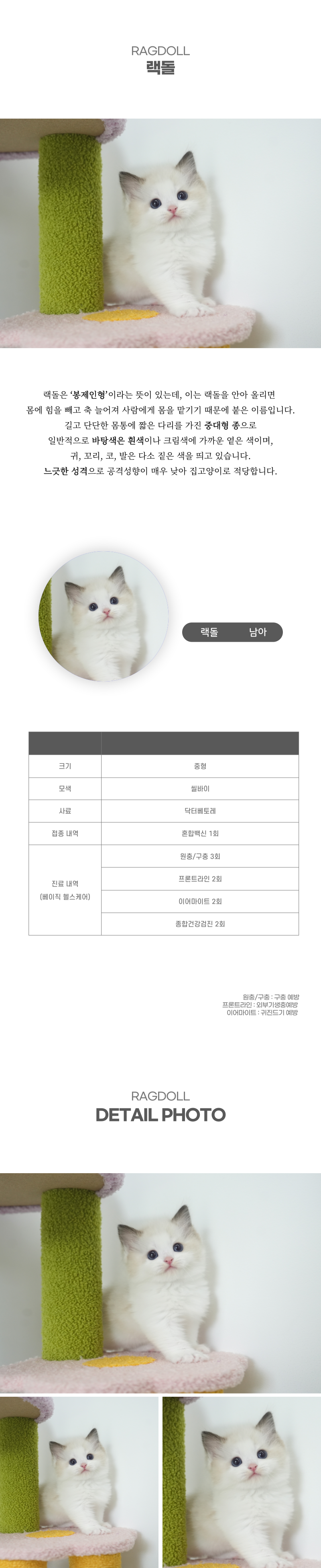 랙돌_상세이미지_2