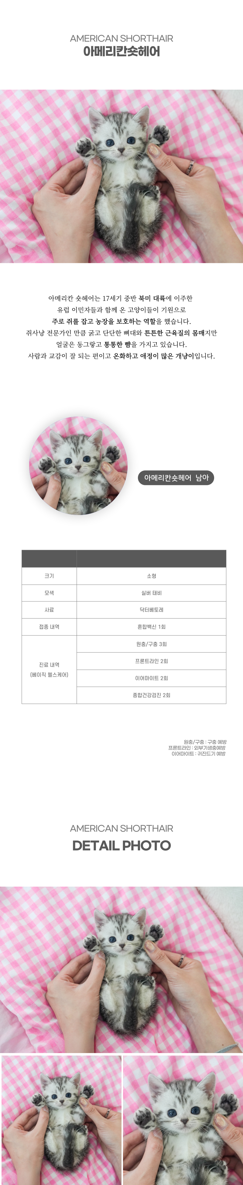 아메리칸숏헤어_상세이미지_2