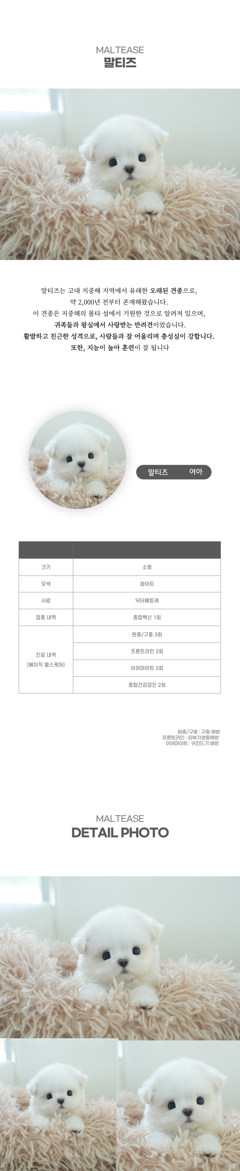 말티즈_상세이미지_2