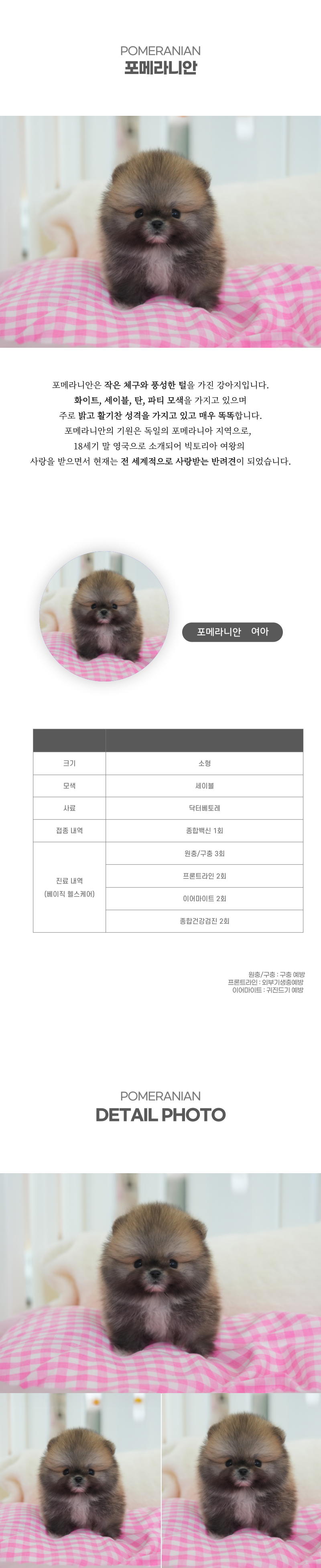 포메라니안_상세이미지_2