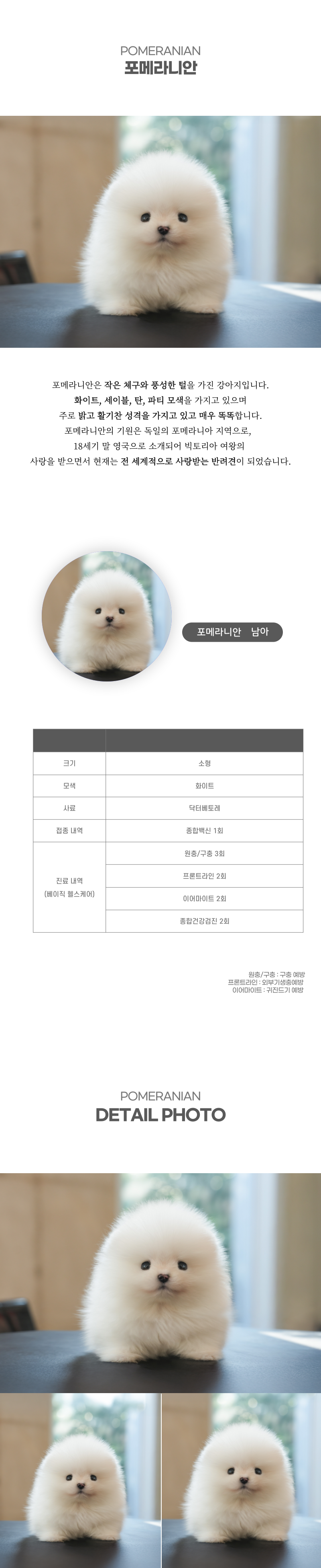 포메라니안_상세이미지_2