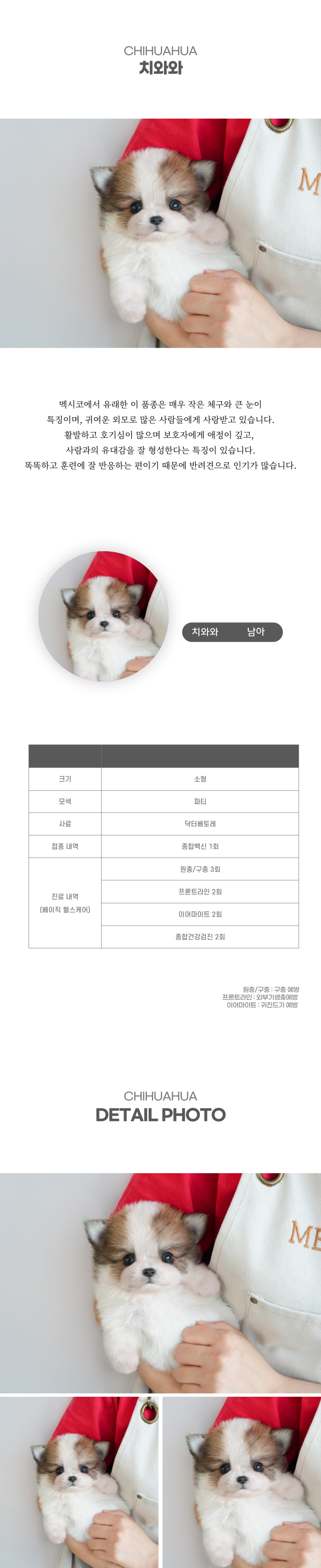 치와와_상세이미지_2
