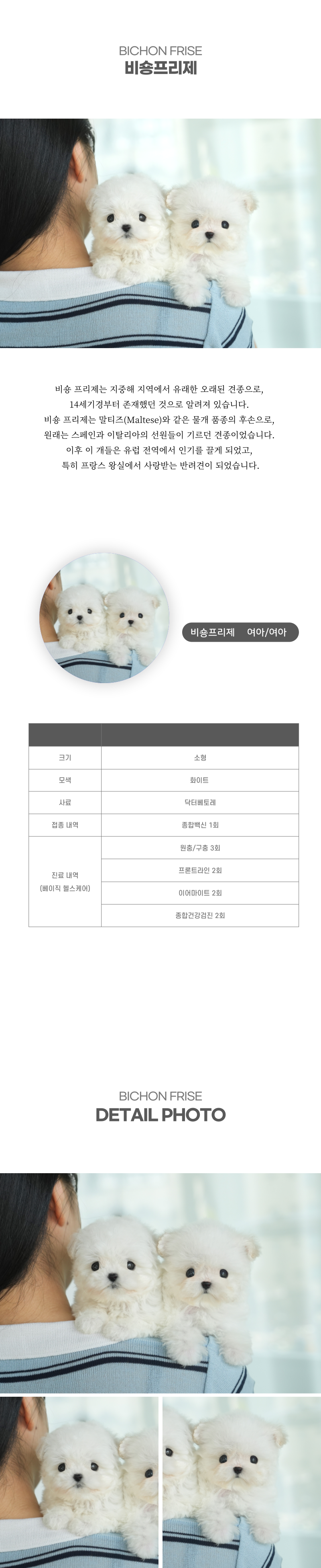 미니비숑_상세이미지_2