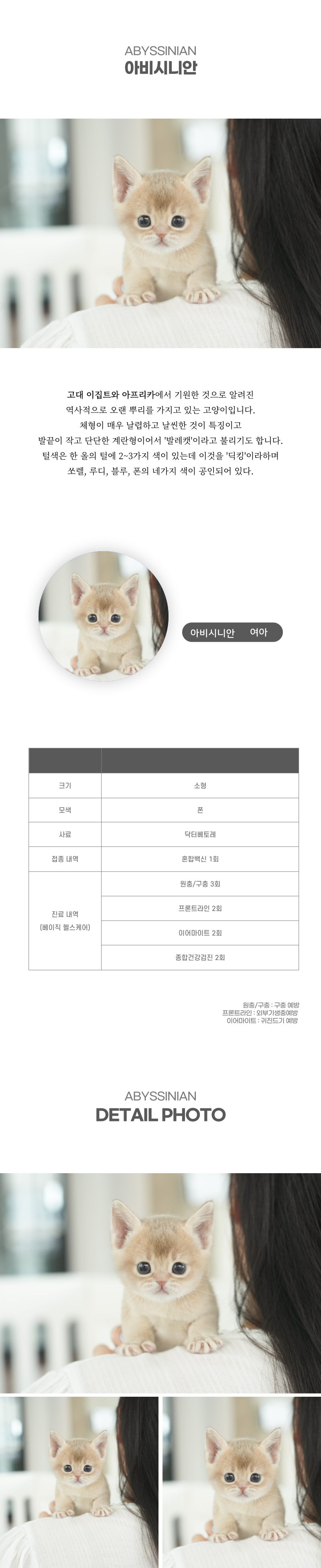 아비시니안_상세이미지_2
