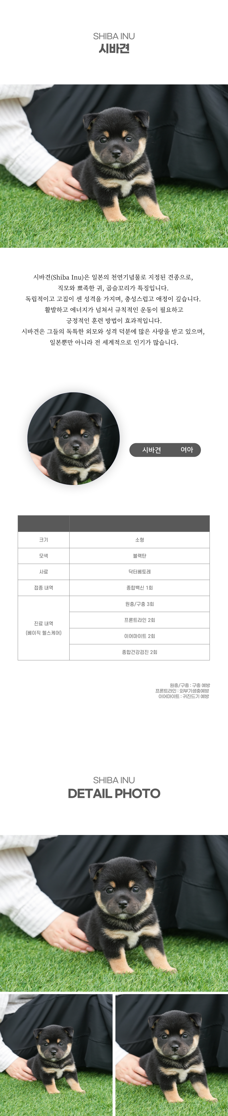 시바견_상세이미지_2