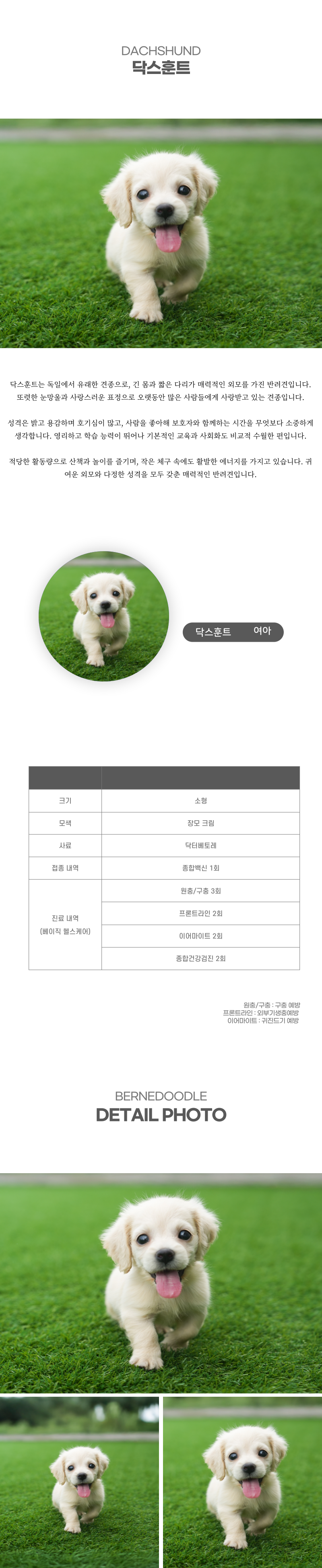 닥스훈트_상세이미지_2