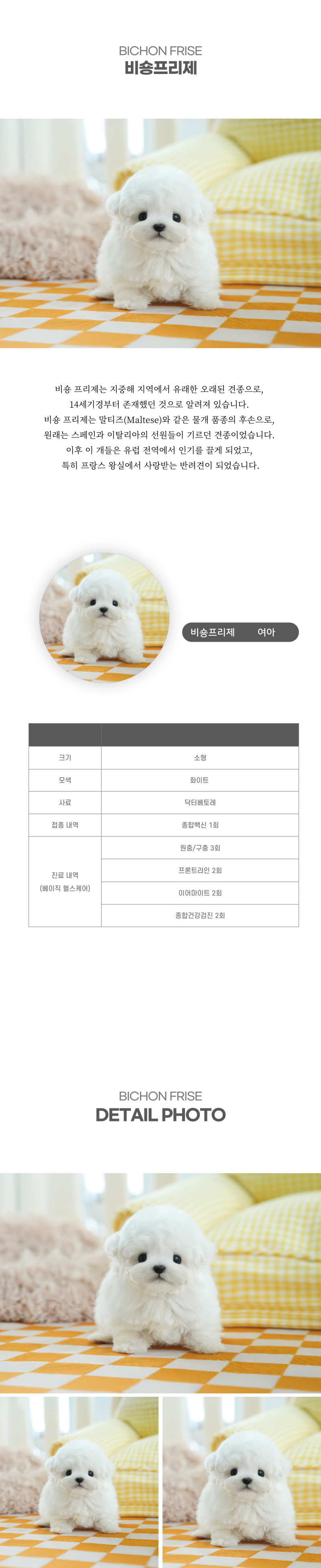 미니비숑_상세이미지_2
