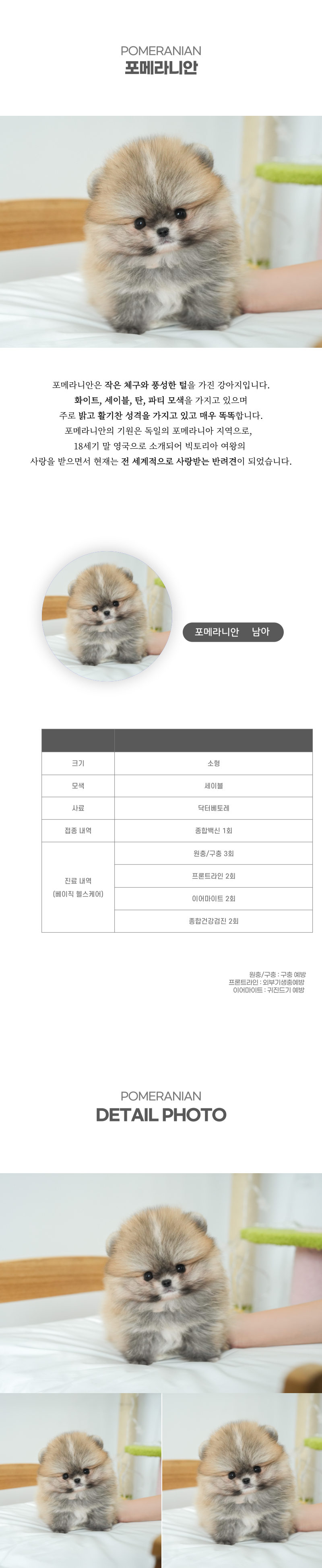 포메라니안_상세이미지_2