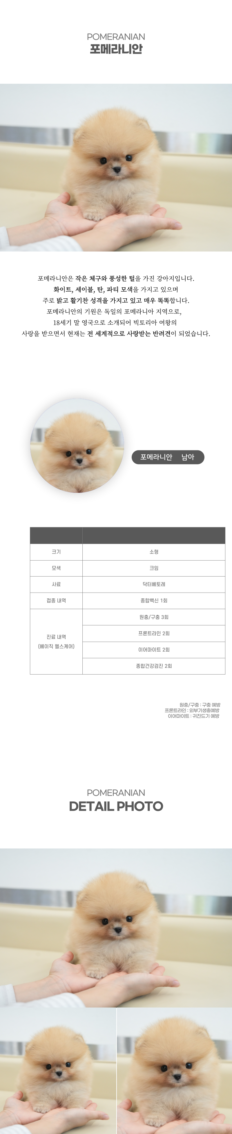 포메라니안_상세이미지_2