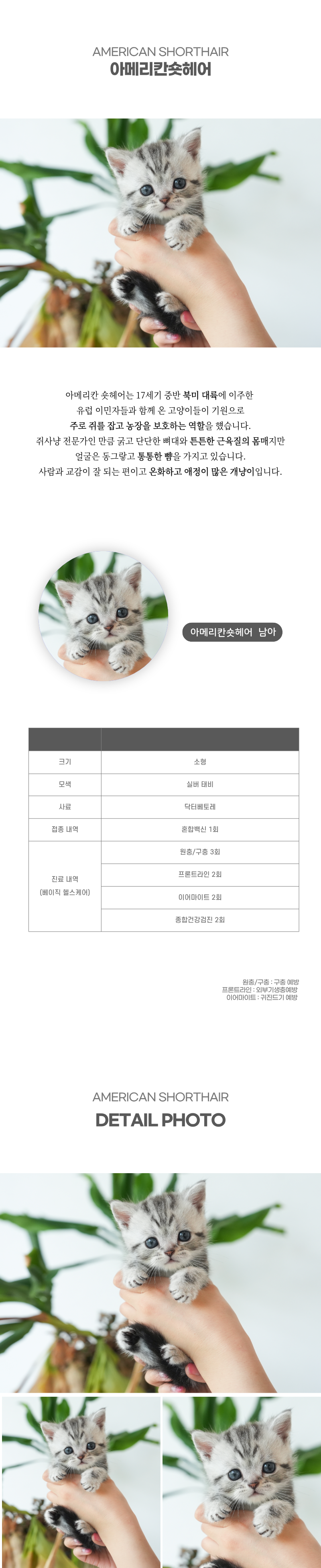 아메리칸숏헤어_상세이미지_2