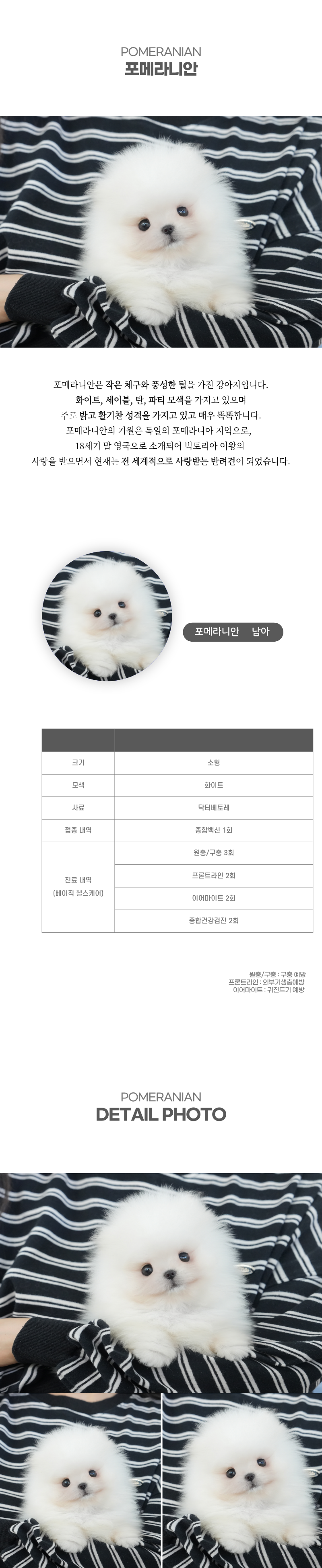 포메라니안_상세이미지_2