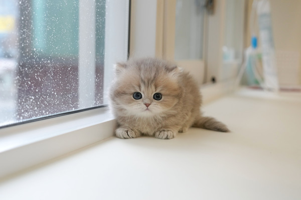 브롱_120_여_논산냥이(46)_블루골드.jpg