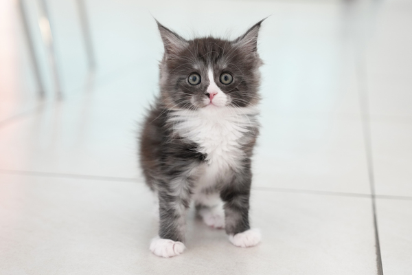 메인쿤 95 여아.jpg