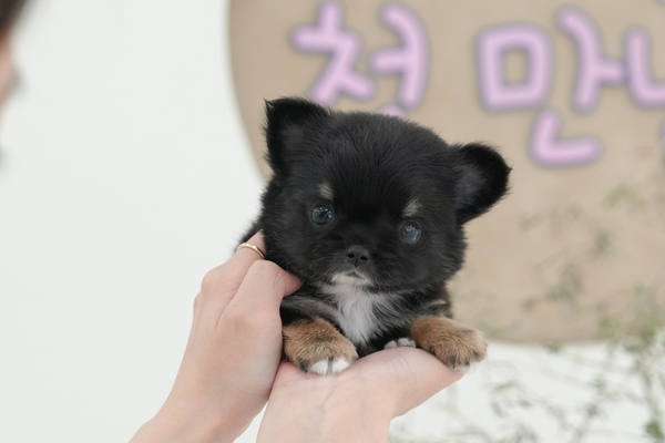 치와와_전화문의_여아_담비애견_수정본.jpg