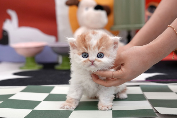셀커_85_여_멧골냥이(28).jpg