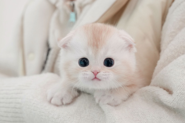 폴드_65_남_냥이양이(17).jpg