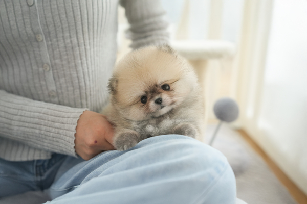 포메_여아_밀목애견_790226 35.jpg