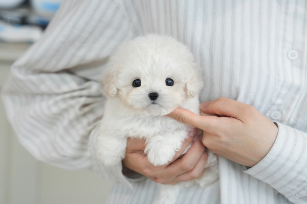 미니비숑_남아_밀목애견_260223 복사.jpg