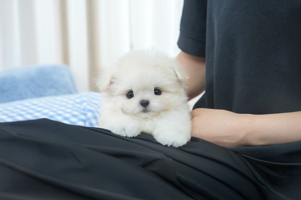 말티폼_여아_송홍석_660130.jpg