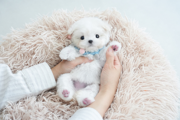 말티푸_여아_꽃님이네_770227 복사.jpg