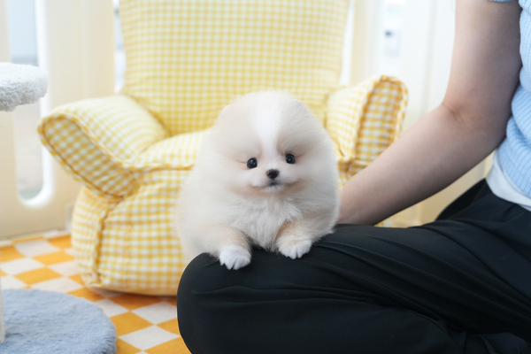 포메_여아_블랙앤화이트_720127 복사.jpg