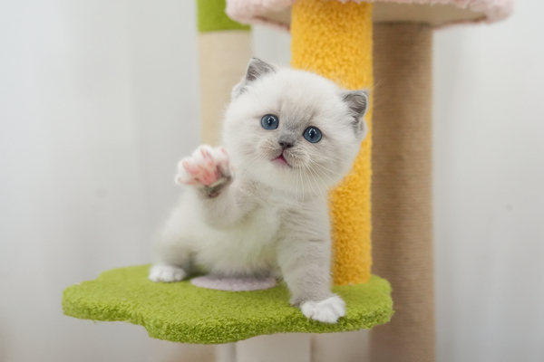 브숏_남아_멧골냥이_400700 복사.jpg