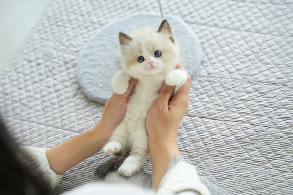 랙돌_남아_힐링캐터리_060415 복사 무료.jpg