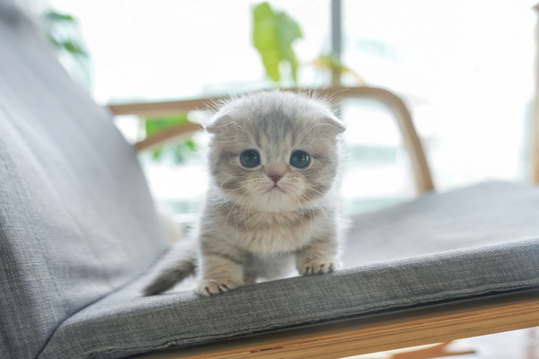 폴드_여아_냥이와양이_110620 복사.jpg