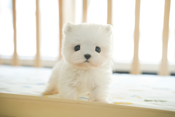 말티즈_여아_허영원_270337_45.jpg