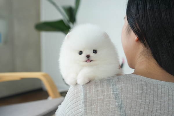 포메_남아_뭉치켄넬_750526 무료.jpg
