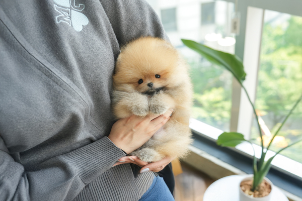 포메_남아_골든캐슬_260228 복사 25.jpg