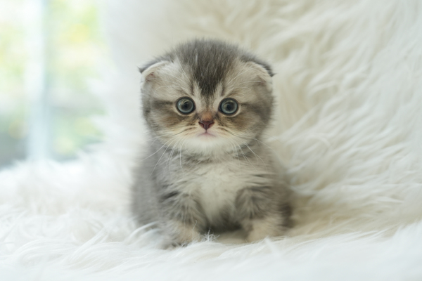 폴드_왕자_냥이와양이452(14).jpg