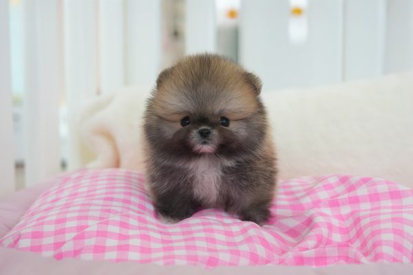 포메_여아_뭉치켄넬2_510137 복사 55.jpg
