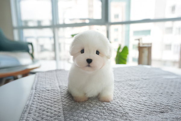 꼬똥_남아_글로리폭스_0404190.jpg
