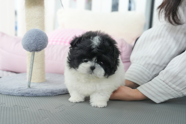 말티폼_남아_뭉치켄넬_130336 복사 35.jpg