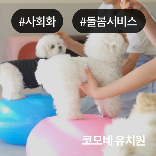 미유펫서울_회사소개_섹션_1_1