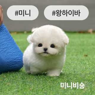 미유펫서울_분양정보_섹션1_1