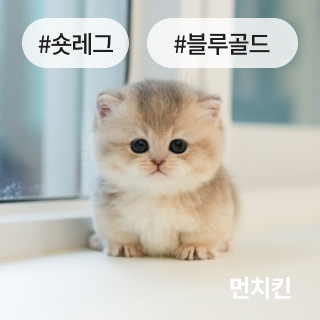 미유펫서울_분양정보_섹션1_2