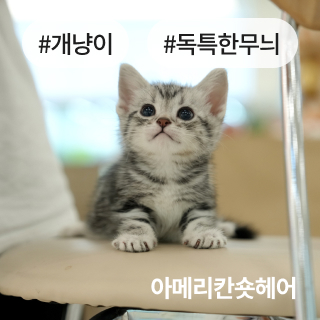 미유펫서울_분양정보_섹션1_4