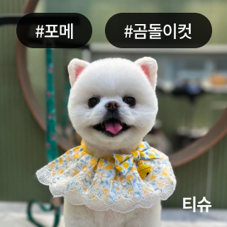 미유펫서울_미용실_섹션1_2