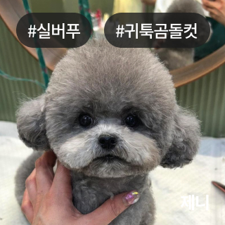 미유펫서울_미용실_섹션1_4